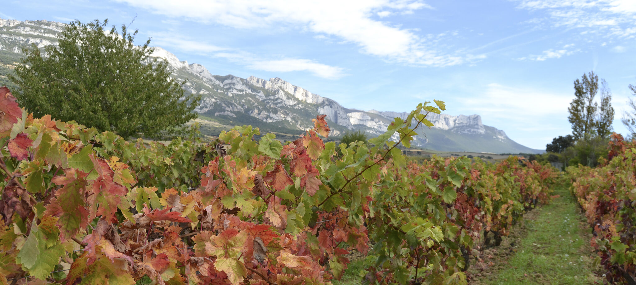 Alútiz family winery in Samaniego, Rioja Alavesa